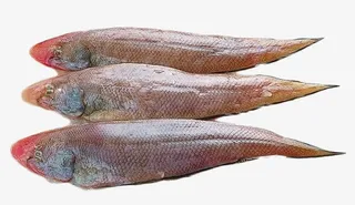 三条冰冻的舌头鱼免扣素材免抠