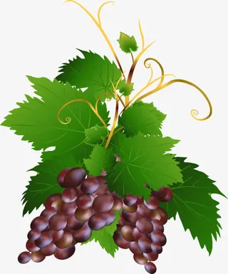 葡萄图片素材下载免抠