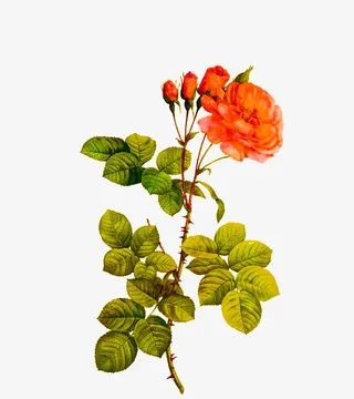 美丽月季花免抠