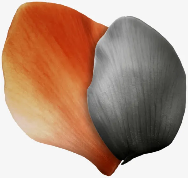 金属纹理复古花纹图片 贝壳 花瓣免抠