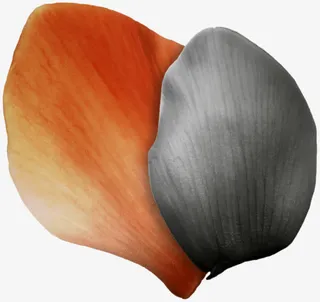 金属纹理复古花纹图片 贝壳 花瓣免抠