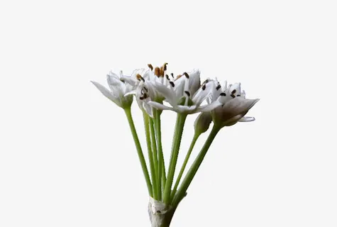 最新韭菜花免抠