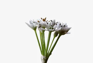 最新韭菜花免抠