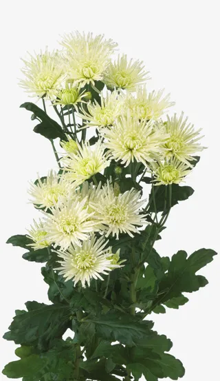 矢量花草素材花草免抠