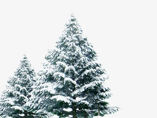 带雪的松树免抠
