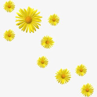 黄色花朵免抠