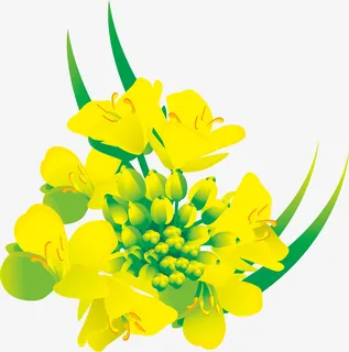 卡通手绘黄色的油菜花免抠