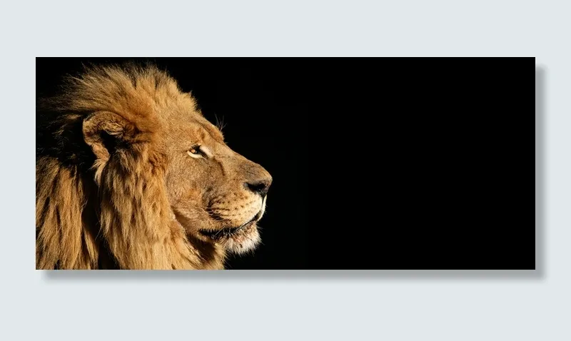 狮子背景高清