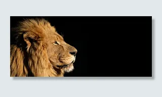狮子背景高清