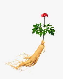 矢量人参免抠 矢量人参免抠