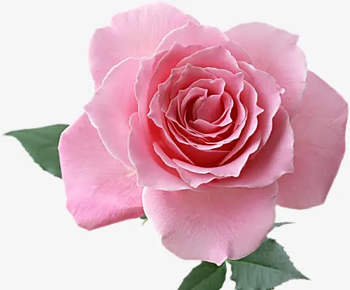 粉色层次花瓣免抠