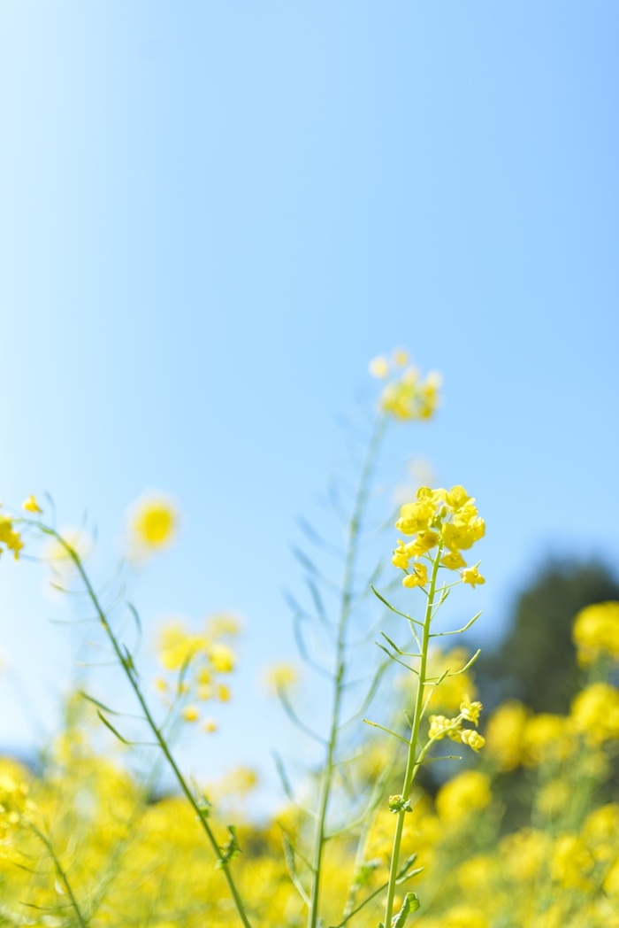 日系风格油菜花高清