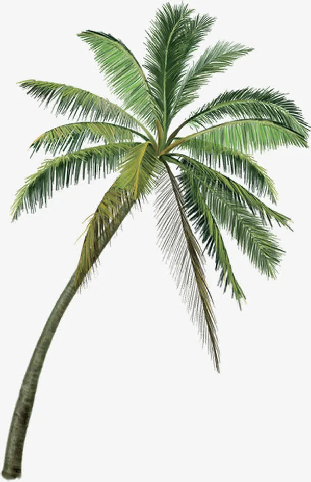 沙滩海边夏日绿色树木椰子树免抠