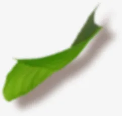 漂浮模糊绿叶免抠