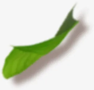 漂浮模糊绿叶免抠