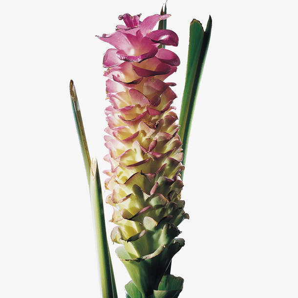 花瓣免抠