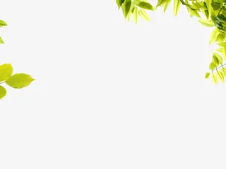 绿色树叶装饰边框免抠