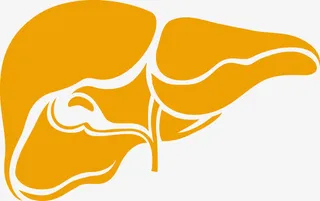 矢量肝脏素材免抠