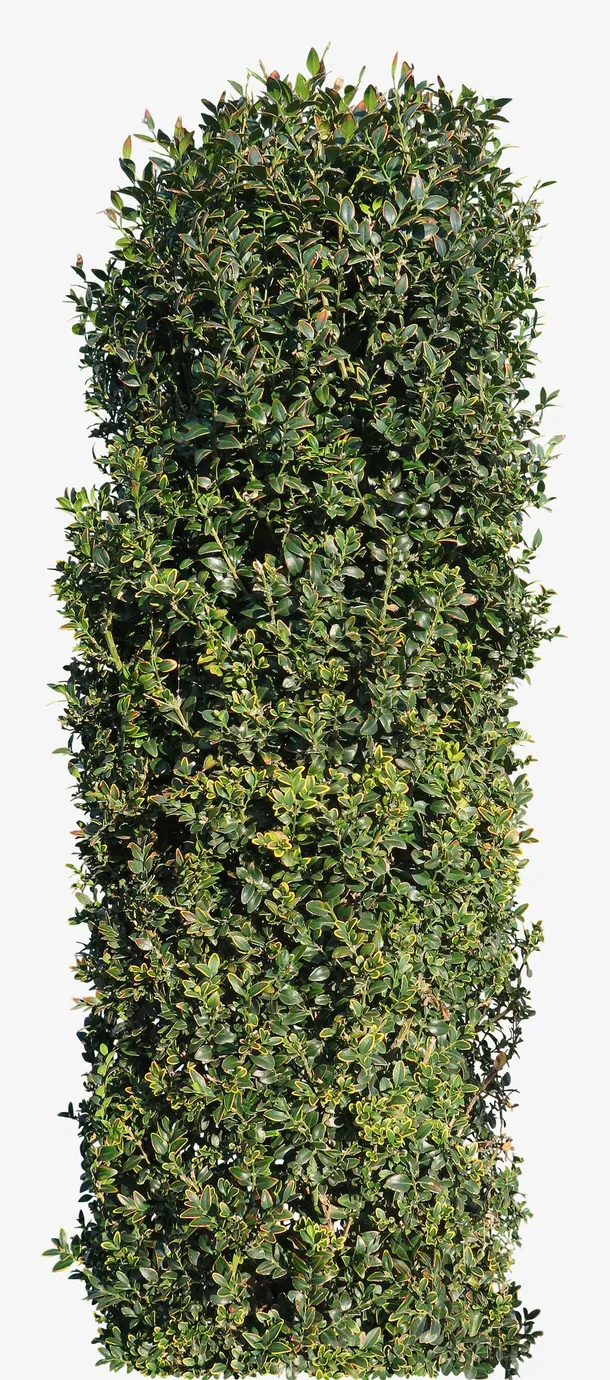 绿色植物装饰免抠