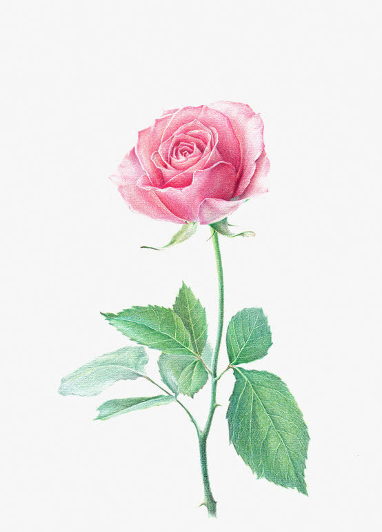 玫瑰花免抠