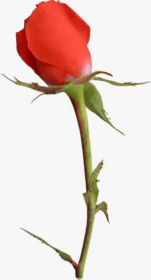 玫瑰花朵免抠