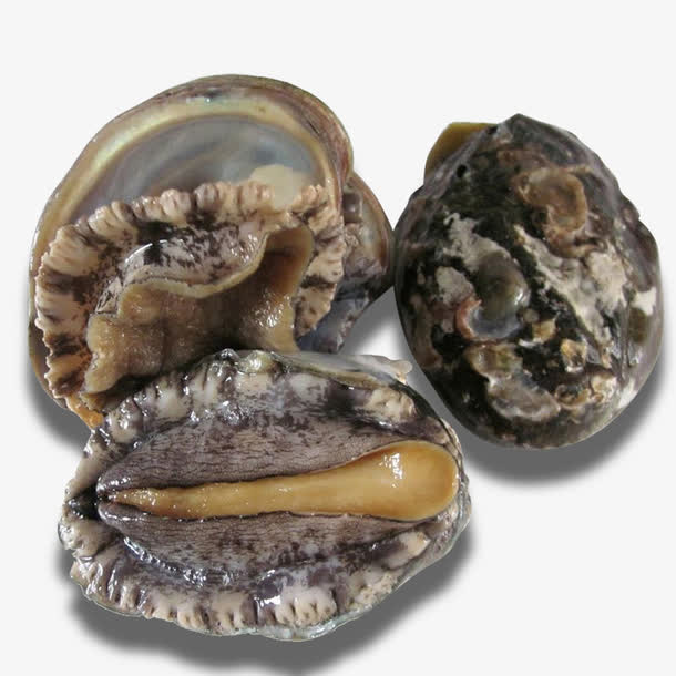 海鲜鲍鱼免抠