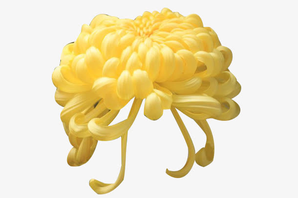 金色墨菊图片素材免抠