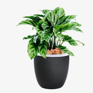 孔雀竹芋免抠装饰动物元素