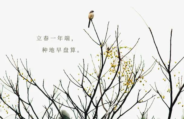 免抠卡通树枝上的鸟免抠