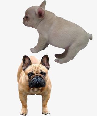 毛发不同的狗免抠