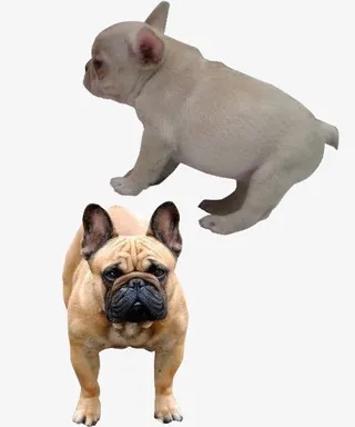 毛发不同的狗免抠