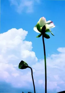 夏季荷花海报设计高清 夏季荷花海报设计高清