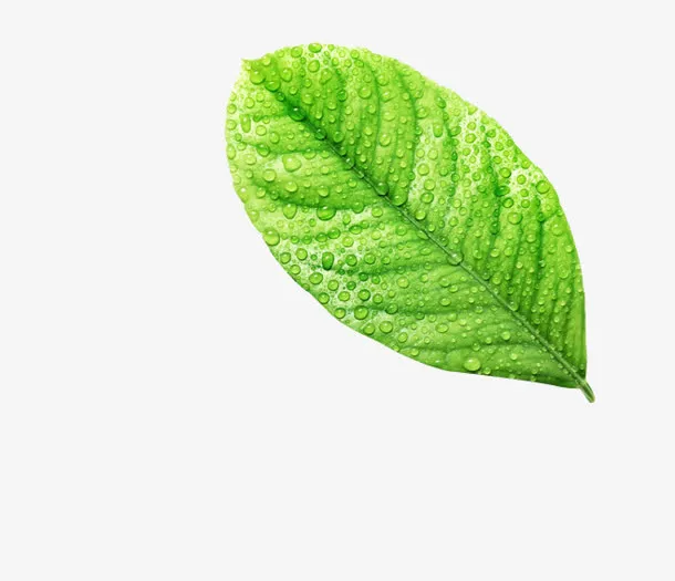 绿色树叶清澈水珠免抠