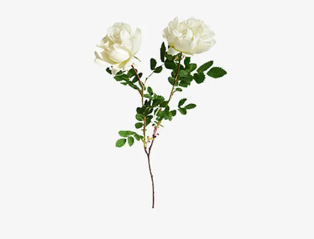 鲜花免抠