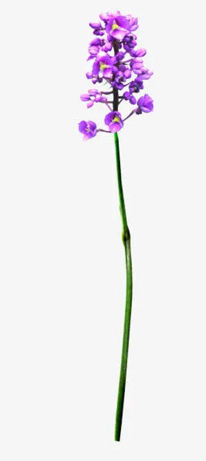 蓝色花PNG免抠免抠