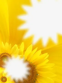 葵花相册照片边框模板元素免抠 葵花相册照片边框模板元素免抠