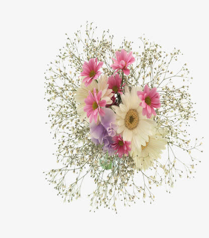 菊花和小雏菊鲜花免抠