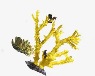 黄色珊瑚素材免抠