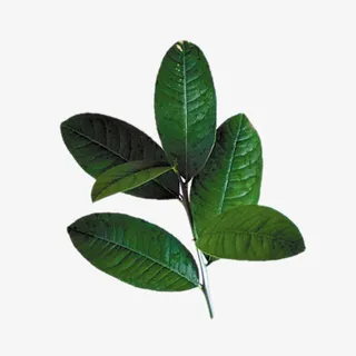 树梢上的柠檬叶图片素材免抠