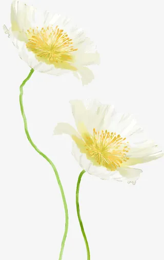 白色唯美花朵设计春天免抠