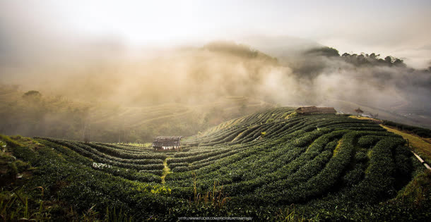 云雾模糊的绿色茶园免抠背景摄影风景元素