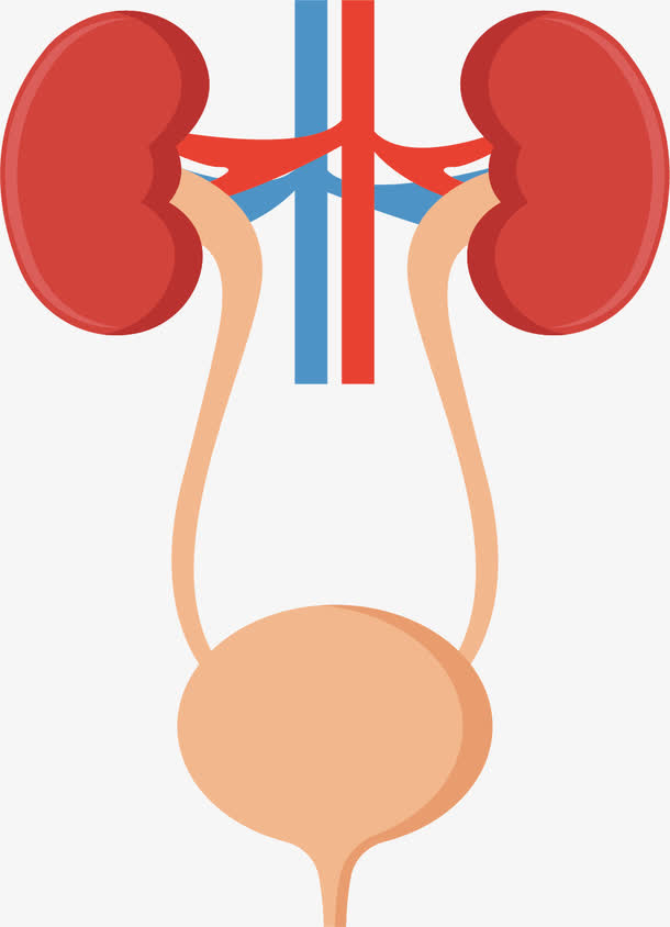 肾脏膀胱系统手绘图免抠
