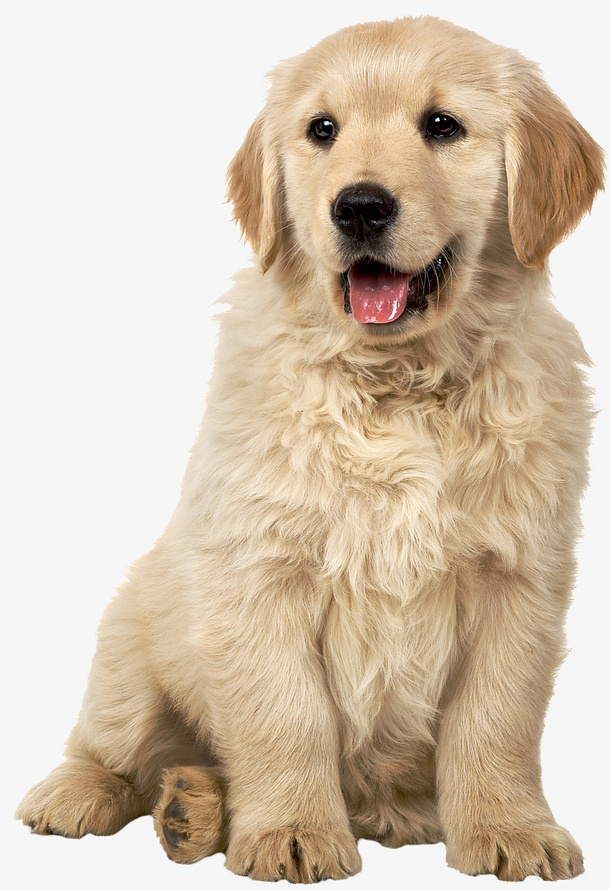 可爱的狗大哥免抠动植物动物元素