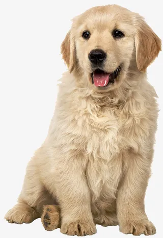 可爱的狗大哥免抠动植物动物元素