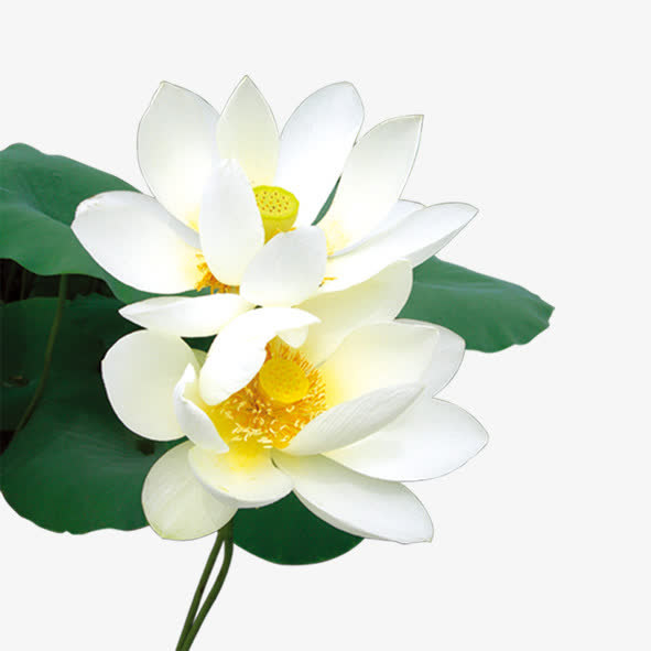 无暇的白莲花免抠