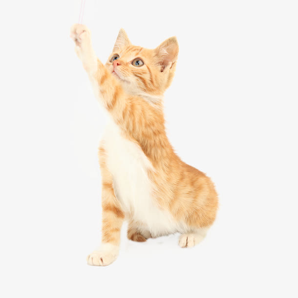 猫咪跳跃免抠