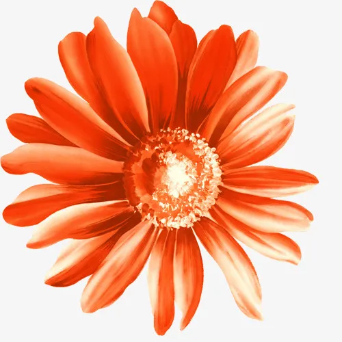 红色金盏花PNG免抠