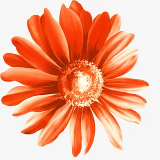 红色金盏花PNG免抠