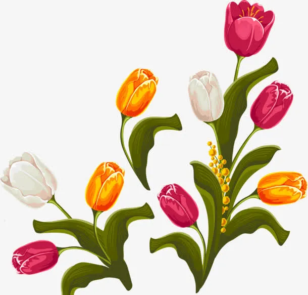 鲜花郁金香免抠