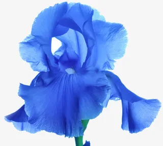 鸢尾素材免抠